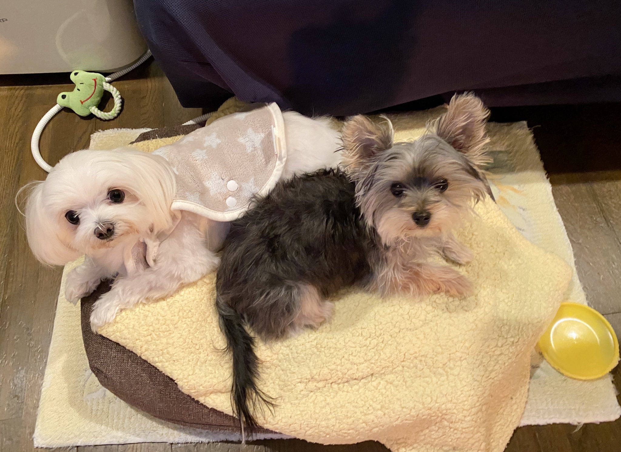 鈴木笑里 Emiri Suzuki 仲良くおねんね マルチーズ もうすぐ3歳 マルチーズ ヨーキー 6ヶ月 犬のいる暮らし 犬のいる生活 犬のいる幸せ マルチーズ ヨーキー ヨークシャーテリア ミックス犬 マルーキー 子犬 T Co Wsjxomi64l 鈴木笑里 Emiri Suzuki 仲良くおねんね マルチーズ もうすぐ3歳 マルチーズ ヨーキー 6ヶ月 犬のいる暮らし 犬のいる生活 犬のいる幸せ マルチーズ ヨーキー ヨークシャーテリア ミックス犬 マルーキー 子犬 T Co Wsjxomi64l