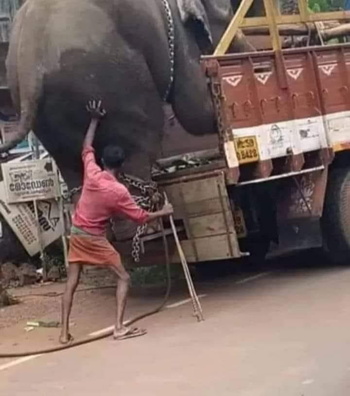 AwanishSharan's tweet photo. ऐसा बिल्कुल नहीं है कि पीछे से धक्का लगाने वाला व्यक्ति हाथी को ट्रक में चढ़ा सकता है, लेकिन सिर्फ इतने से हाथी को एहसास है कि मेरे पीछे कोई है जो मेरी मदद कर रहा है.

इसी एहसास के सहारे हाथी ट्रक में चढ़ जाएगा.

#helpinghand https://t.co/ye5zPukCfL