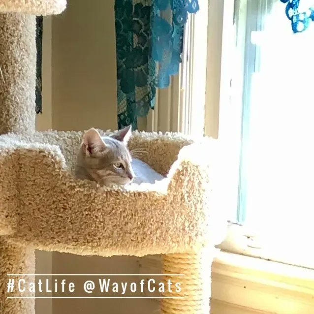 WayofCats's tweet image. Don't cross this relationship line. Don't give up the cat. - the Way of Cats buff.ly/3xKqtau

Do we have to give up our cat to find true love? No.
#CatHearts #CatPrejudice #CatLovers #CatsOfTwitter