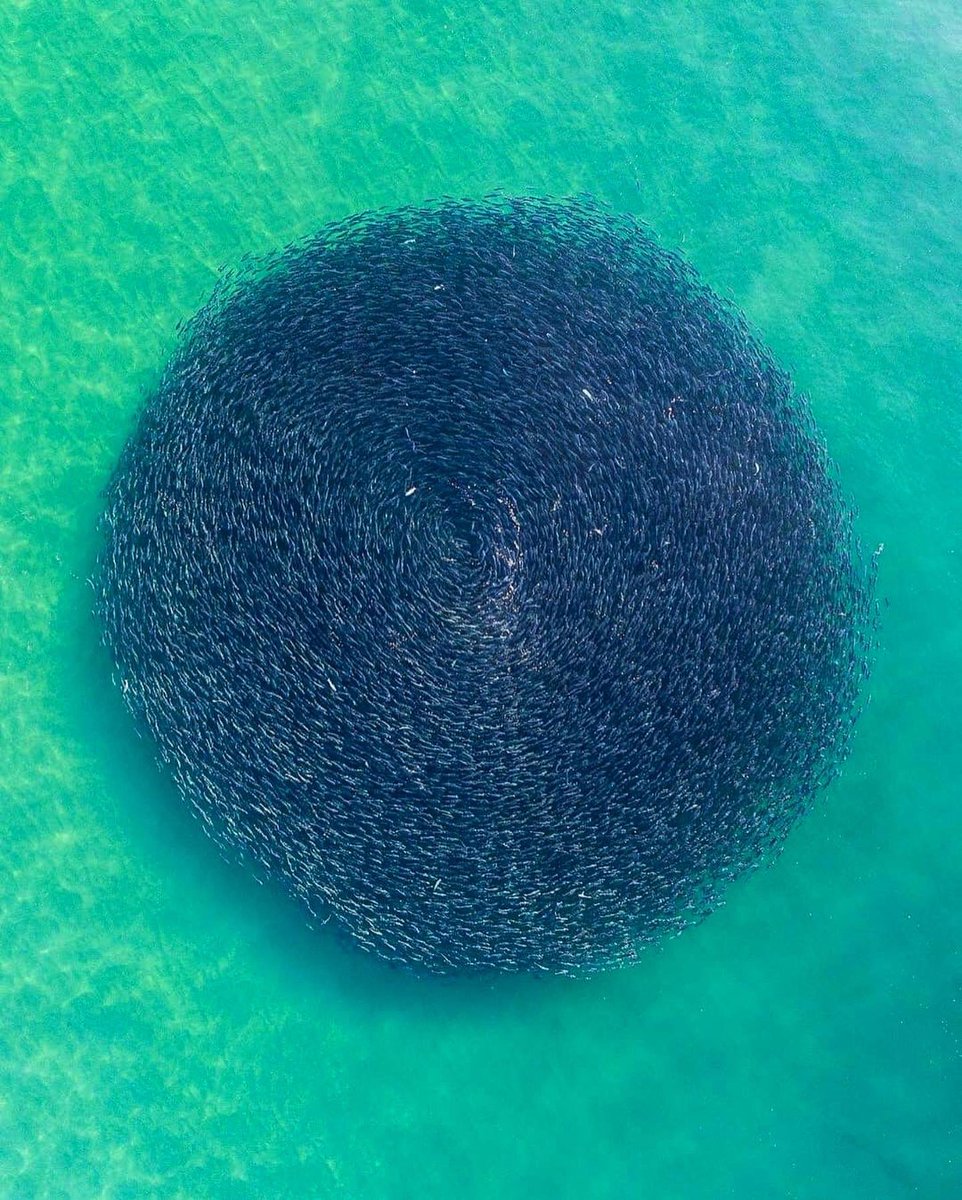 earth's tweet photo. A massive school of salmon swimming at Wamberal Beach, Australia. https://t.co/r1agujee76