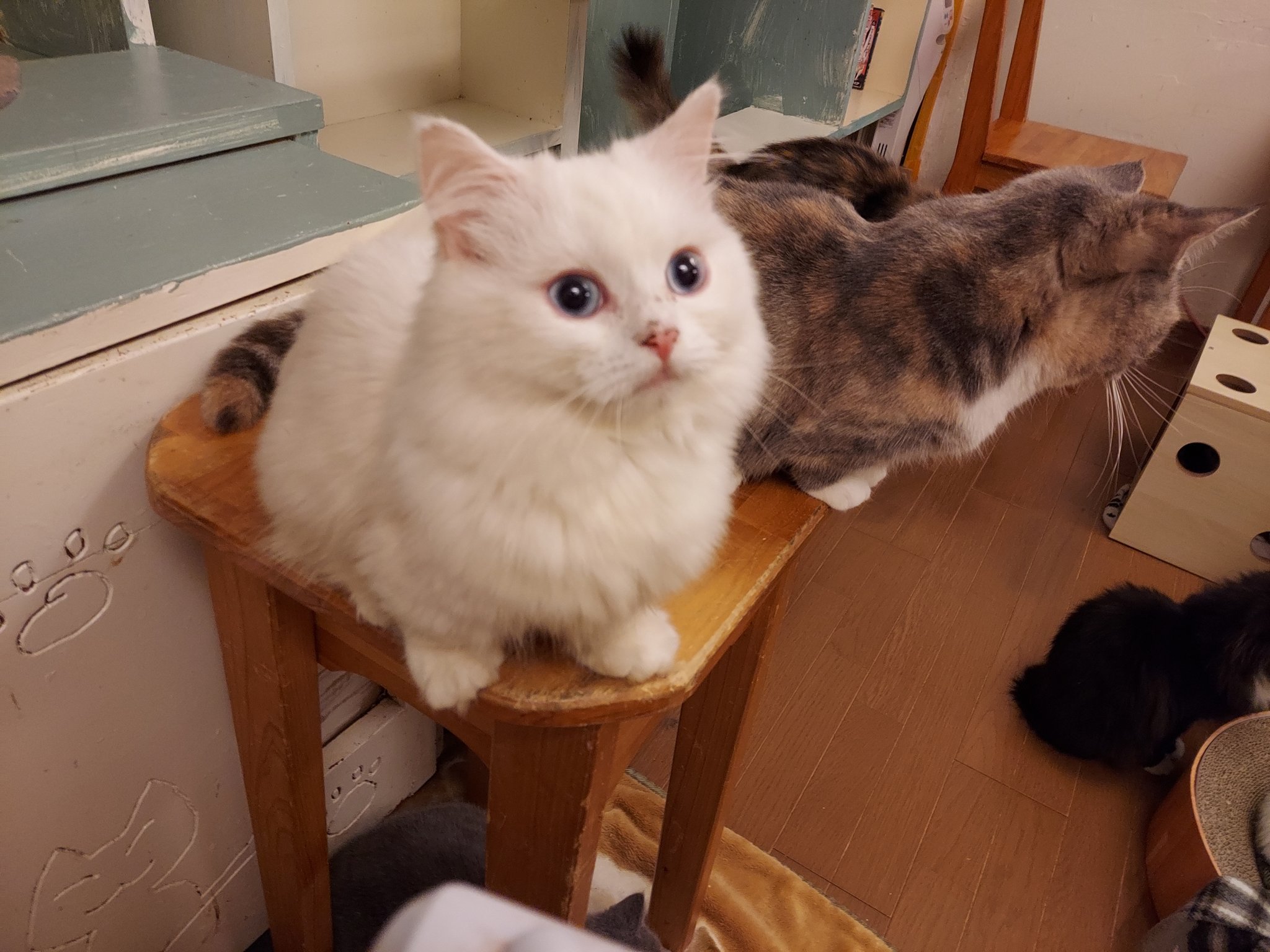 柏の猫カフェ猫の手 ガラガラに空きましたニャン かわいい 子猫さんたちと遊べるニャン 柏の猫カフェ猫 の手抱っこができる猫カフェ 柏の猫カフェ猫の手子猫と遊べる猫カフェ 猫壱バリバリボウルタワー T Co 6ftyp1vrth Twitter
