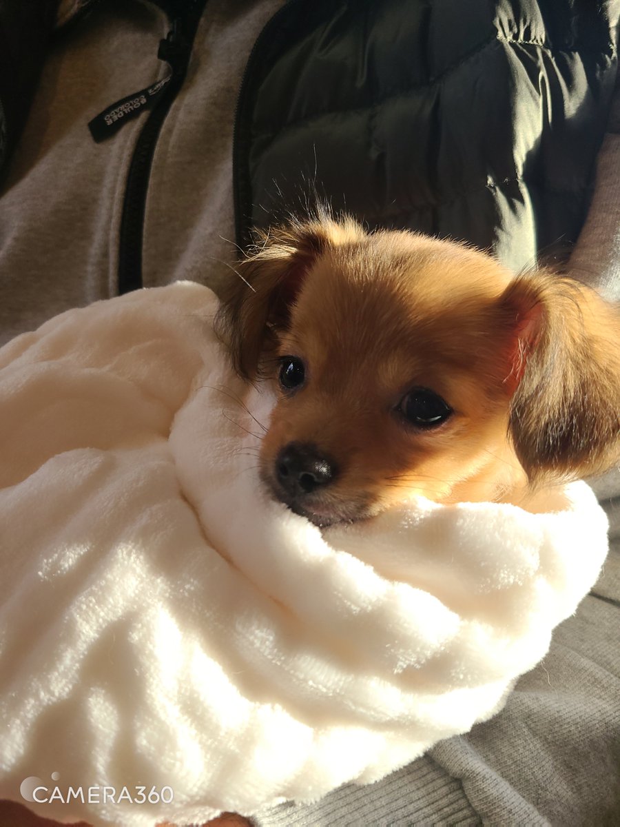 チワックス里親募集 関東 の場所どこ 子犬を無料で 譲ります の声 ワンコと一緒にハッピーライフ