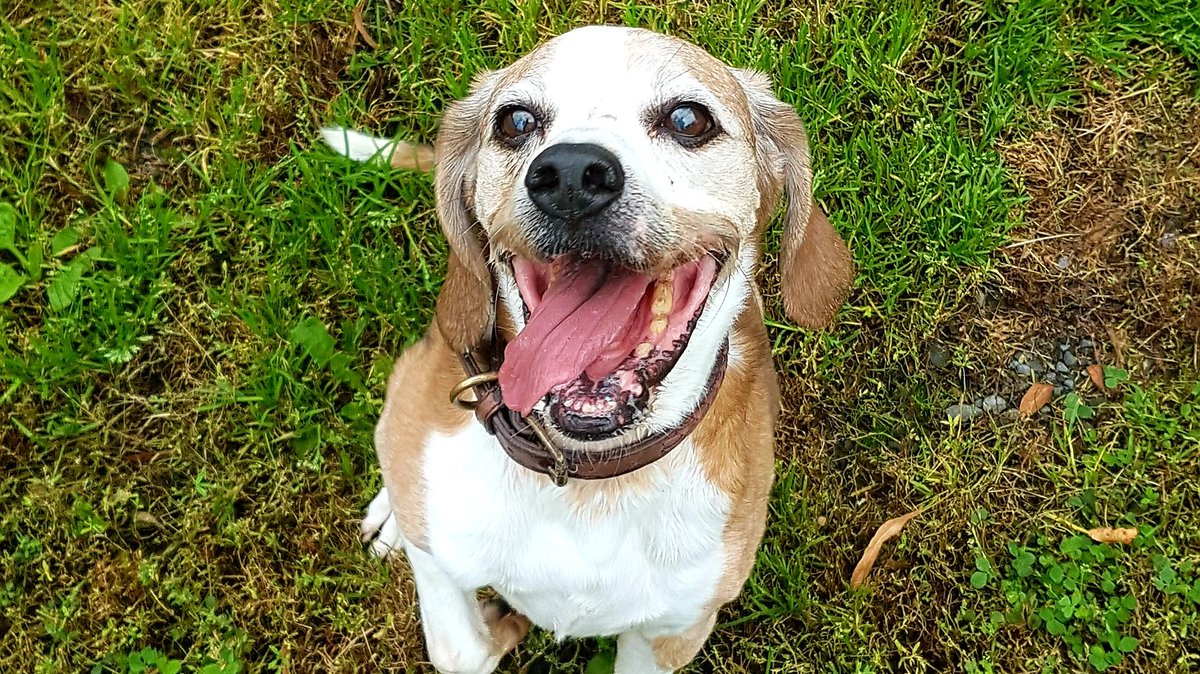 OntarioSPCA's tweet photo. #ICYMI Yesterday we shared a blog about a lovely senior #dog's #adoption story. Read it here: https://t.co/QZK1y41Tsi

Give a home to an animal this holiday season! https://t.co/jtSYO5PVDB

#iAdopt https://t.co/FOipYqmpQ7