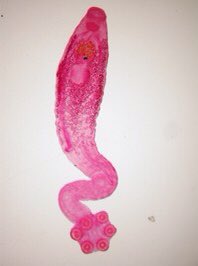 NicoJSmit1's tweet photo. Day O for #ParasiteABC must be reserved for an oddball and no other qualifies more than Oculotrema hippopotami. This ectoparasitic flatworm (monogenean) do not live on fish, as most monogeneans do, but as its name applies, under the eyelids of African hippos! 📸- @NWU_AACRG https://t.co/DBNqj7F0hr