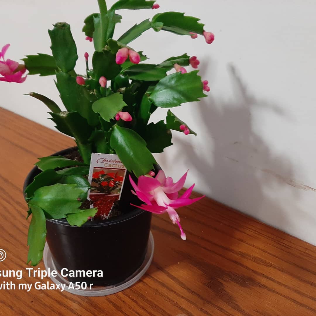 PastorRobWeaver's tweet photo. My Christmas cactus is blooming nicely. https://t.co/iiva2bGScM