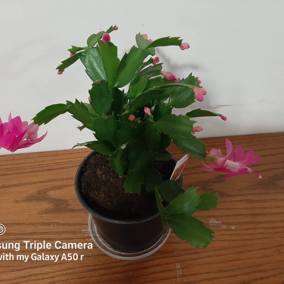 PastorRobWeaver's tweet photo. My Christmas cactus is blooming nicely. https://t.co/iiva2bGScM
