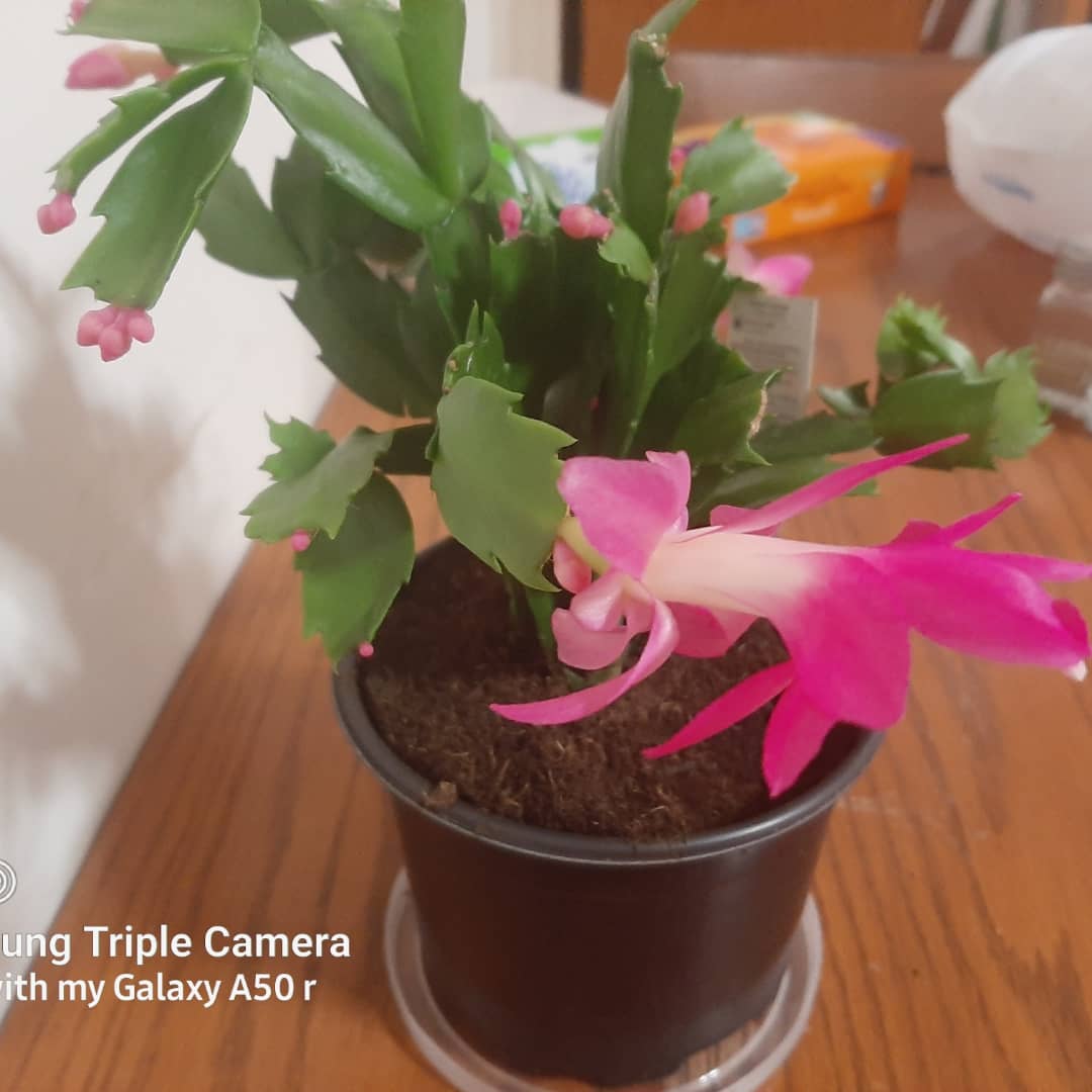 PastorRobWeaver's tweet photo. My Christmas cactus is blooming nicely. https://t.co/iiva2bGScM