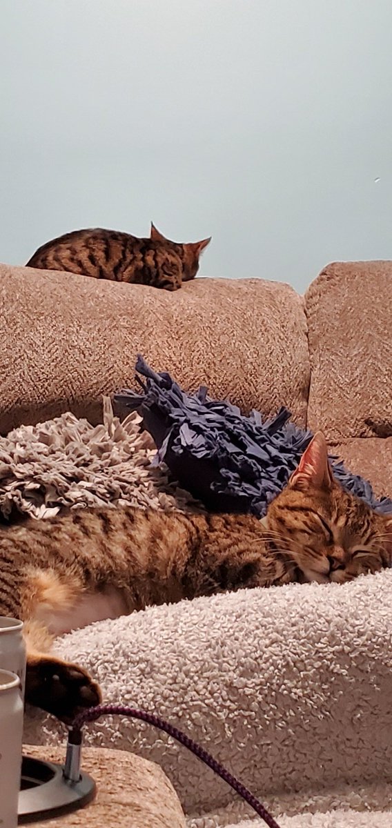 claytonburchel's tweet photo. Getting these little 😸 😸 acclimated to their new home. Stormi is the closest and Loki is the one on the back of the couch. Went with some marvel names. #resuced #Brothersister #lazy https://t.co/Z33WhKZH0s