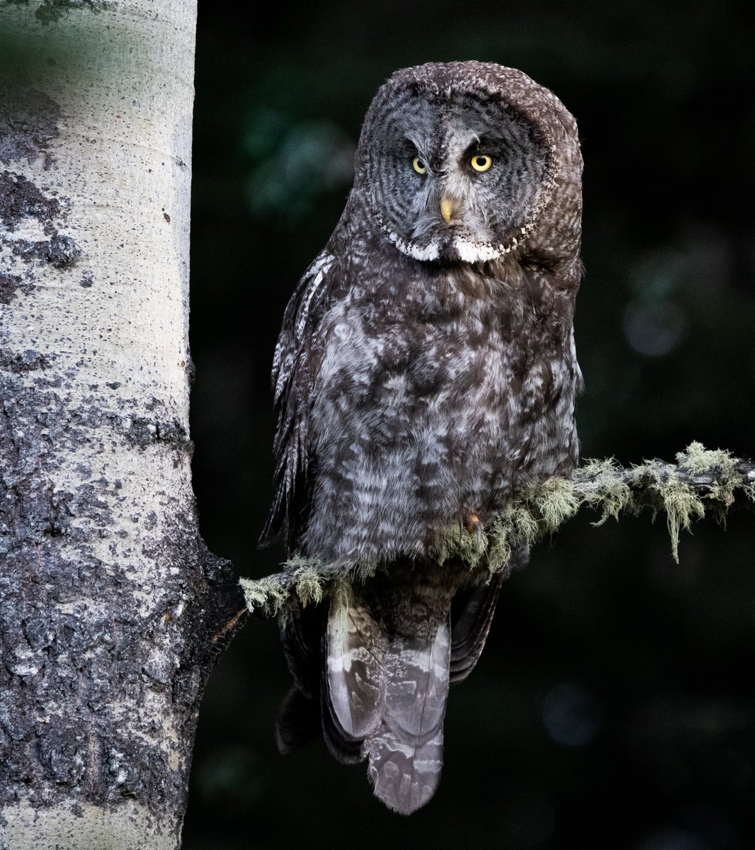 Gn from spooky wizard guy 🦉🌚