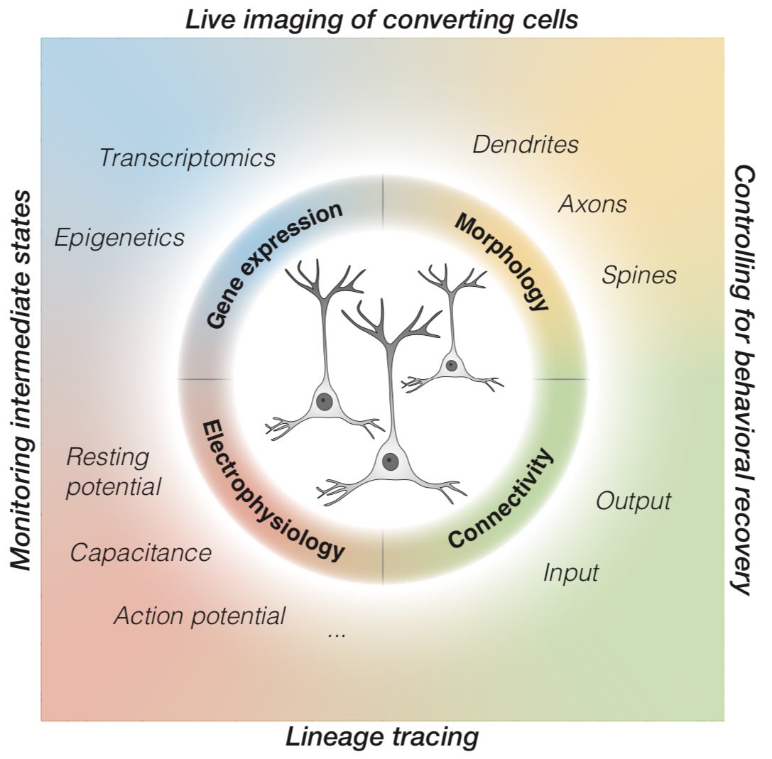 Bocchi_Ric's tweet photo. Excited to share our newest review out in @NeuroCellPress summarizing the state-of-the-art advances in direct neuronal reprogramming and suggesting a code of conduct to perform well-controlled in vivo direct reprogramming experiments. https://t.co/grAAIyNReB https://t.co/GKinb2D8ZY