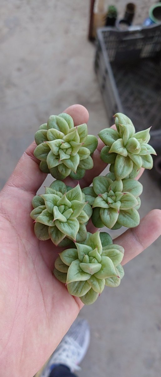 中国多肉植物批发商 tweet media