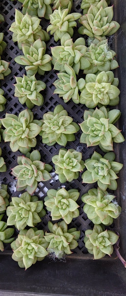 中国多肉植物批发商 tweet media