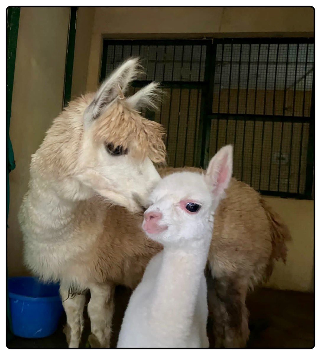 A cute little addition has brought smiles to all at Jungle Safari near Statue of Unity at Kevadia. An Alpaca has given birth to a baby at this zoo where all animals find warmth from caretakers. With the newborn, there are four Alpacas here now.