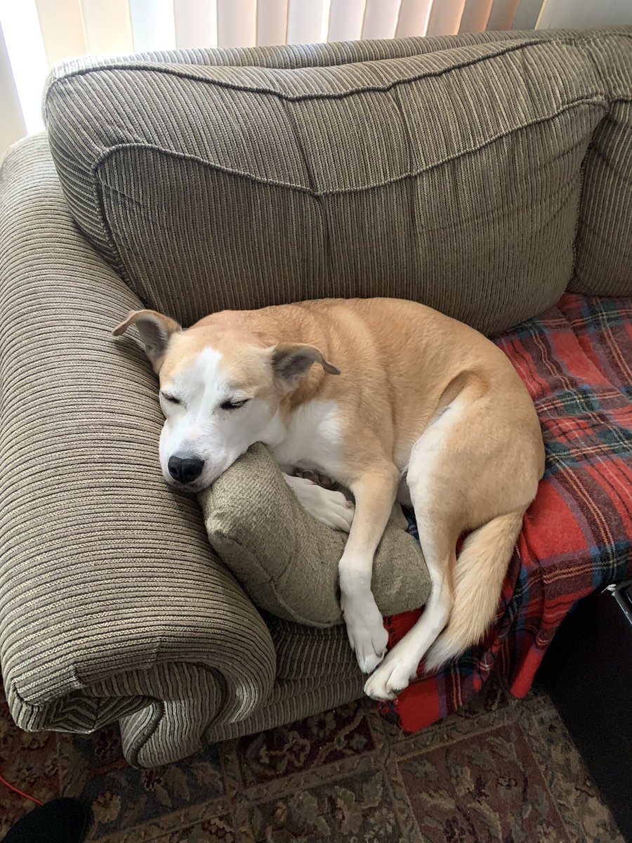 AtlasAdoptedPup's tweet photo. @Thalassa451 @CasarOchoa Yup! I am real good at finding the perfect spot mid-walk!! I also know of my luck, I’m over 1 year with my #ForeverPack and know every dog doesn’t have that luck! 😢 https://t.co/aHD5fCvg9u