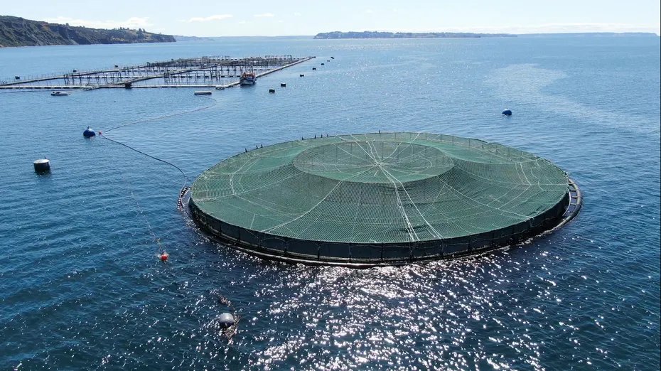 Encouraging results for submersible copper salmon farm
primescholarslibrary.org/advances-fishe…