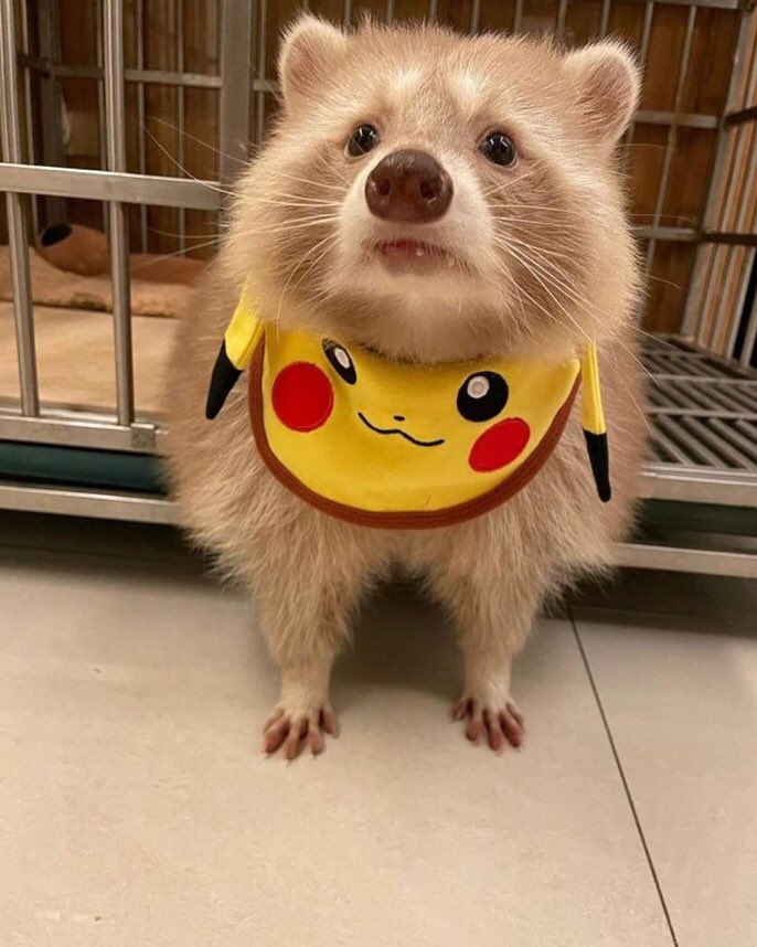 Raccoons Hourly tweet media