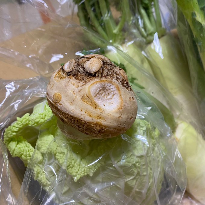 これはなんという野菜ですか?野菜セット買ったら入ってきたのですが、名前も調理法もわからぬ… 