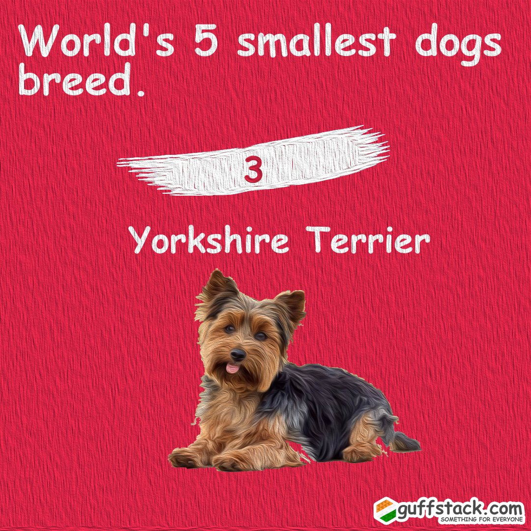 LivingOnFreedom's tweet photo. World's 5 smallest dogs breed.
1. Chihuahua ( 0.9-2.7 kg )
2. Pomeranian ( 1.9-3.5 kg )
3. Yorkshire Terrier ( up to 3.2 kg )
4. Toy Poodle ( 6-7 kg )
5. Papillon ( 3.6-4.5 kg )
Follow @guffstack for more content on gk (General Knowledge).
#follow #guffstack #guffstackgk #dogs https://t.co/NPJ7nCbmSL