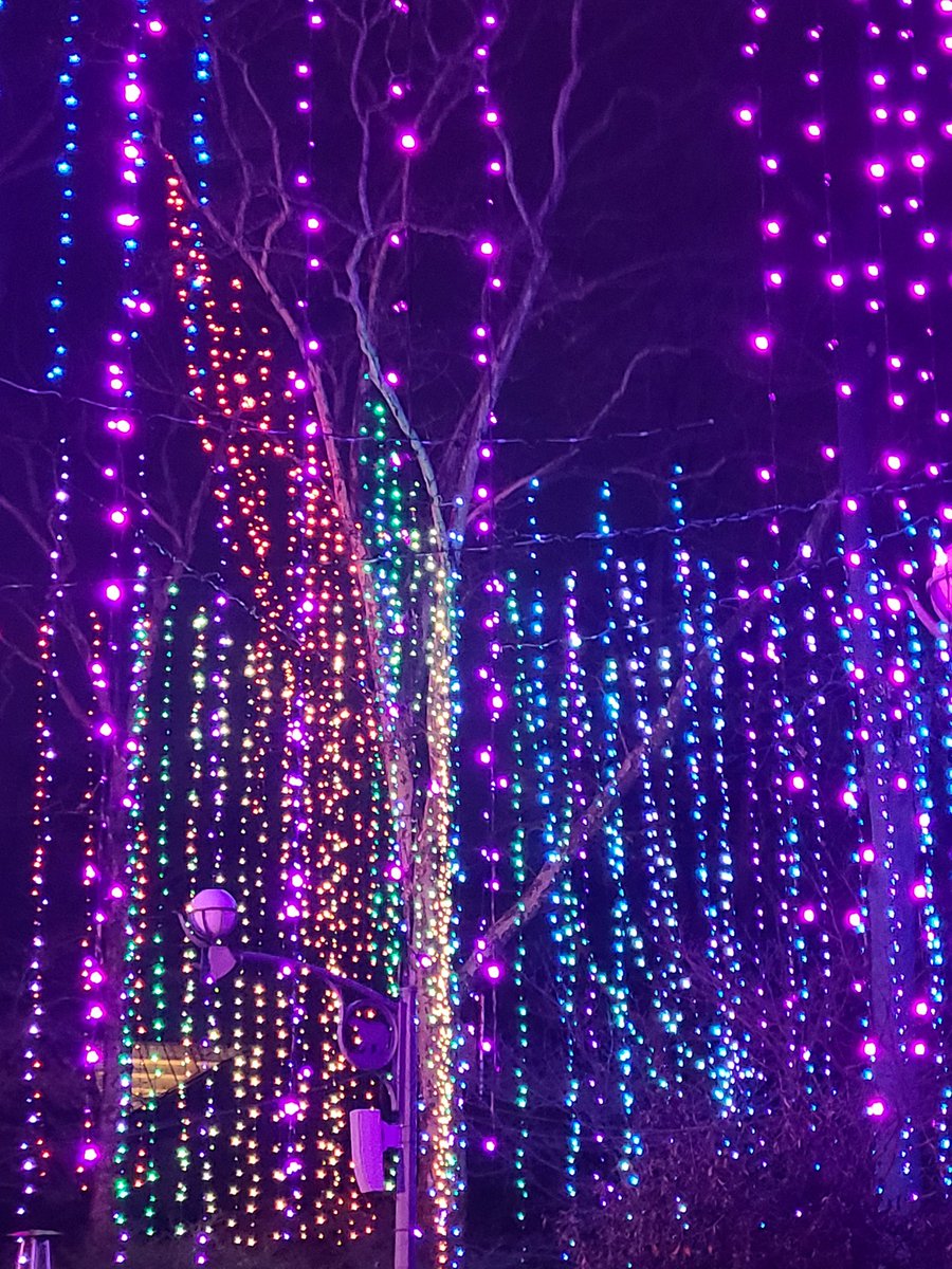 Achez22's tweet photo. Maybe it must be love💜💙 #Luminature #PhiladelphiaZoo https://t.co/Yu4YWruFut