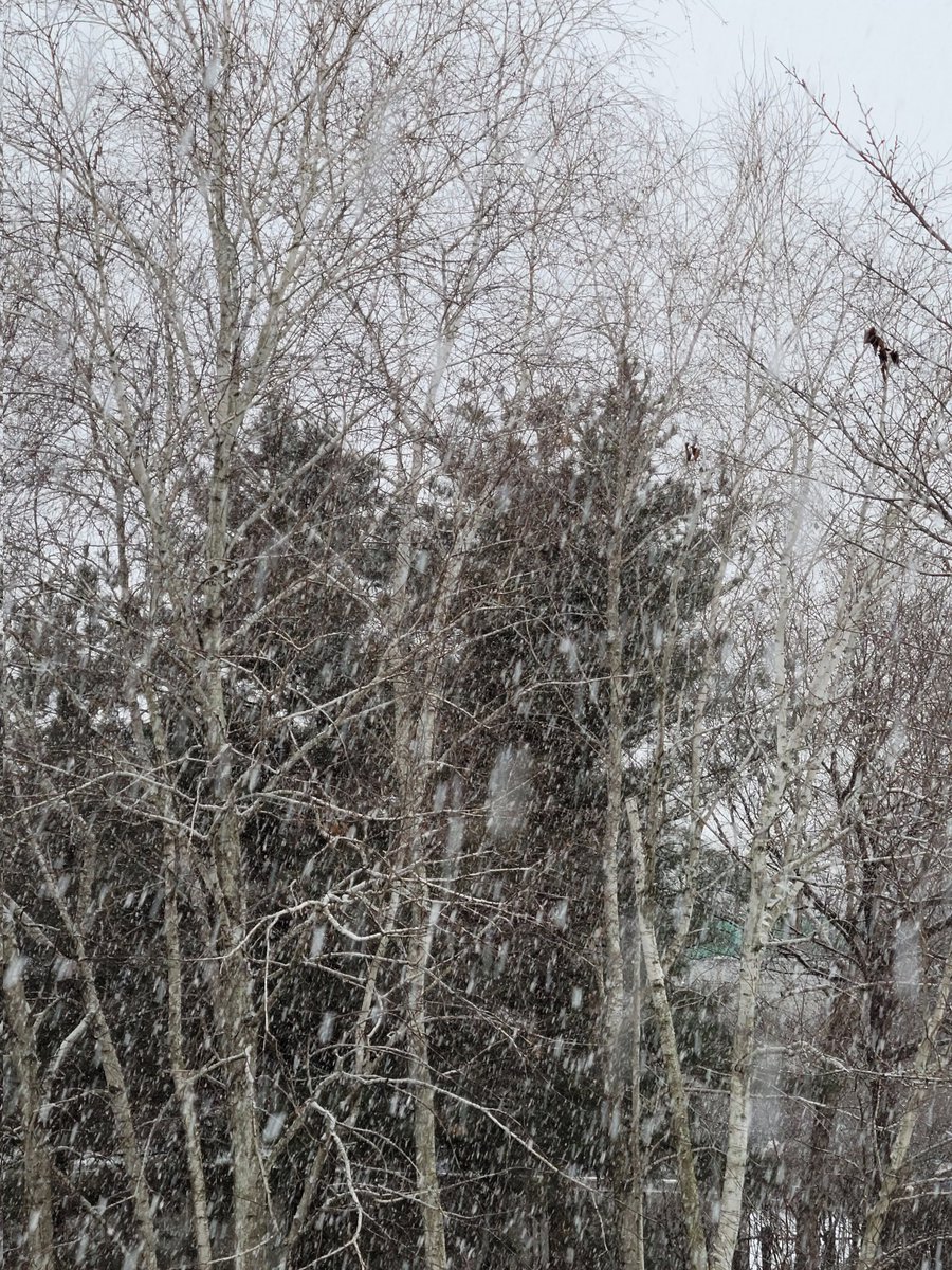 한국서 처음으로 눈이내린다