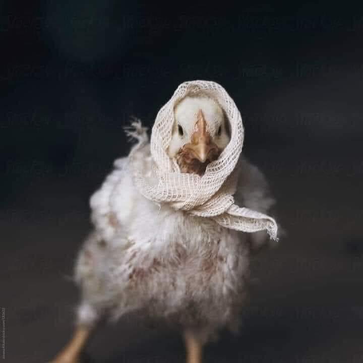 هلکانو شیخ صیب نه ښکاری چرته دی.