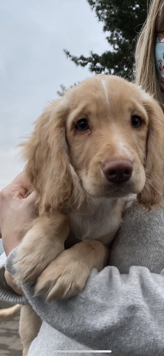 FreeMyMeal's tweet photo. Barney can’t talk, but his very licky kisses appear to confirm that he’s a supporter of FMM. 😍 Use #FreeMyMeal to help someone in need this Christmas. #help500 #noshame #justask #puppylove #endchildfoodpoverty #Christmas2021 #communityhelp #endfoodpoverty https://t.co/F2FymnIlld https://t.co/LD1AKKJow6