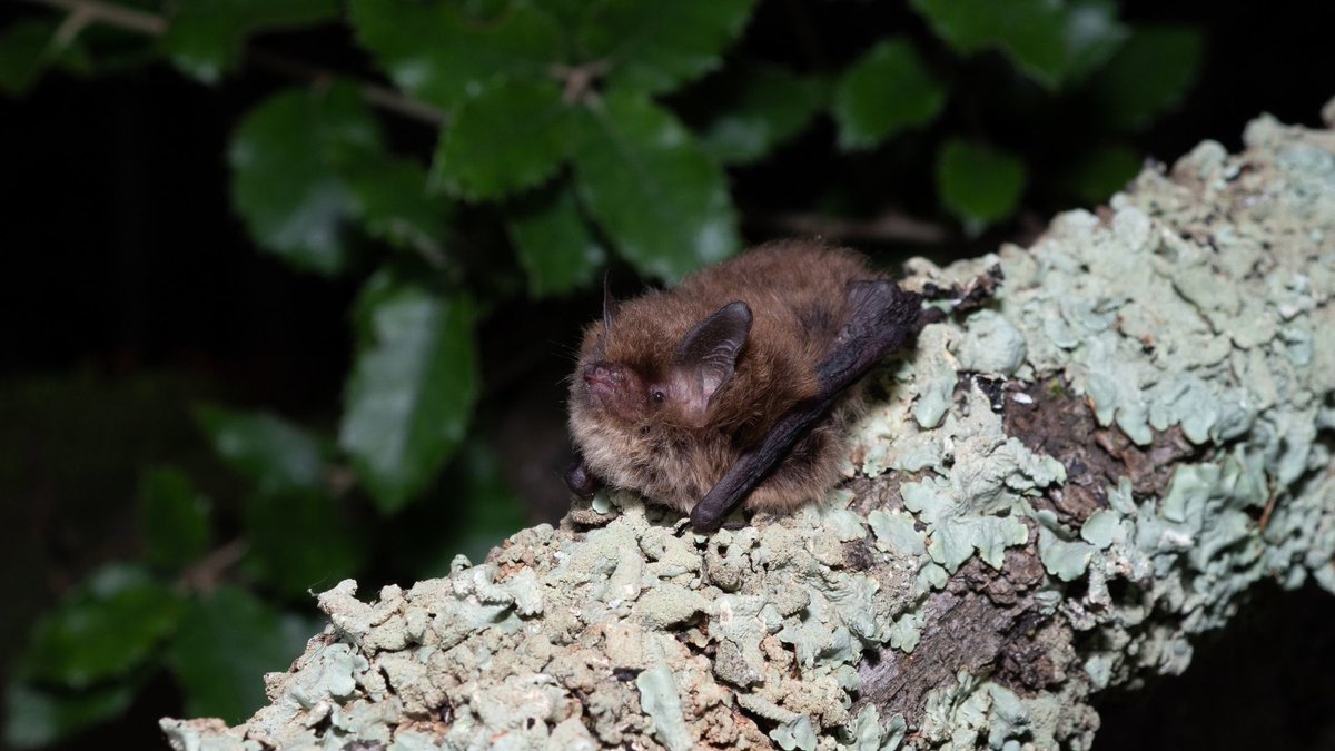 Programa de Seguiment de Ratpenats (@ratpenats_cat) on Twitter photo ***Garrotxa i Albera, nucli reproductor del 🦇 de bigotis petit, una de les espècies més desconegudes i enigmàtiques del Pirineu***
Llegiu més sobre les nostres troballes d'aquest últim estiu👇
mcng.cat/blog/garrotxa-…
pic: <a href="/arualentina/">Laura Torrent 🦇</a> ***Garrotxa i Albera, nucli reproductor del 🦇 de bigotis petit, una de les espècies més desconegudes i enigmàtiques del Pirineu***
Llegiu més sobre les nostres troballes d'aquest últim estiu👇
mcng.cat/blog/garrotxa-…
pic: <a href="/arualentina/">Laura Torrent 🦇</a>