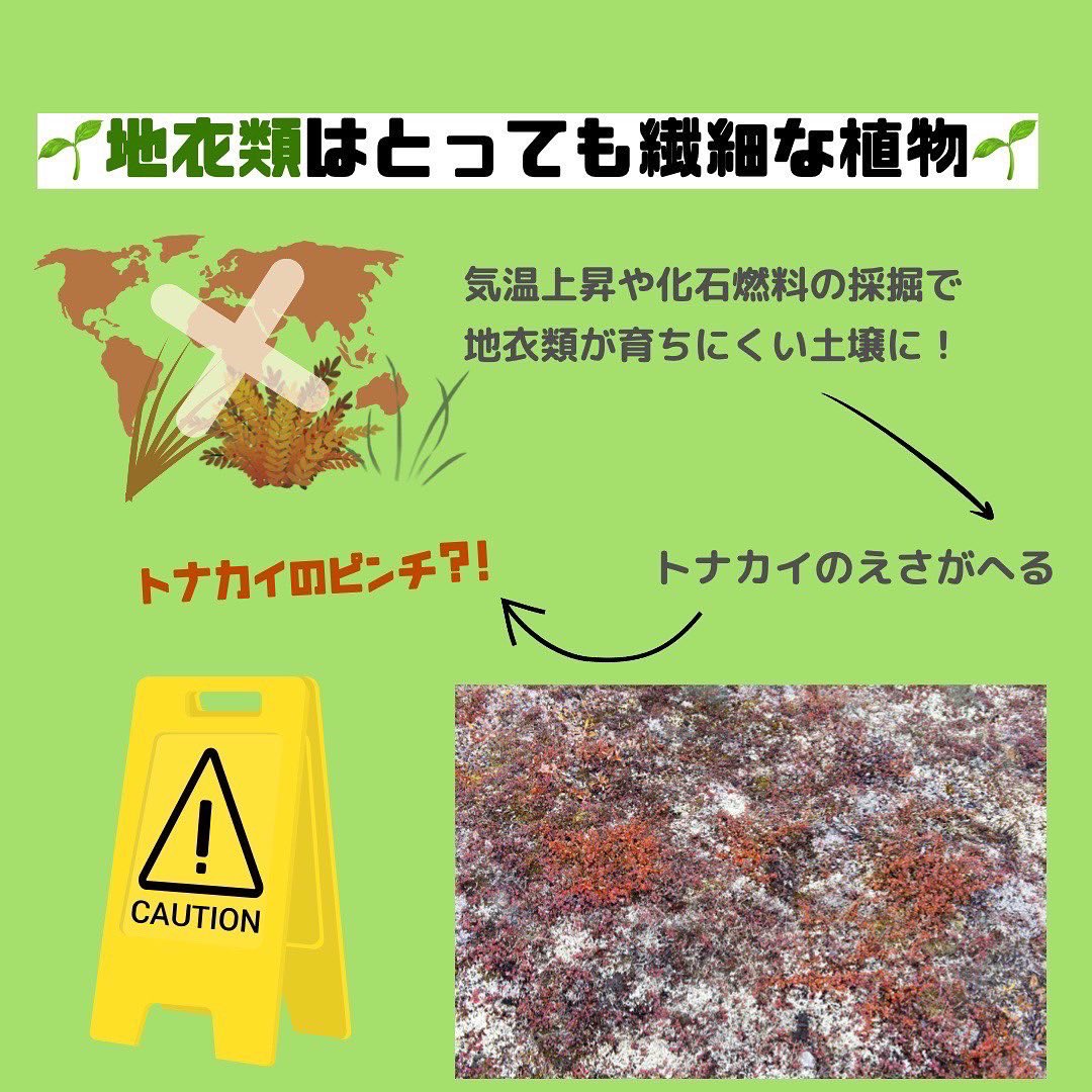 FFFNiigata's tweet photo. 【トナカイがピンチ？！】

クリスマスは好きですか？？？

毎年クリスマスプレゼントを運んでくれているサンタさんも、
トナカイなしにはプレゼントを届けられません🥵💦🦌

トナカイにとっても、日本に暮らす私たちにとっても、「永久凍土」はとっっっっても大事な存在なんです🦠❄️ https://t.co/XkbjfF5frd