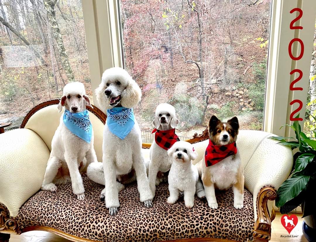 FLPoodleRescue's tweet photo. ❤️🐩 Florida Poodle Rescue 2022 Calendar! Get yours today! #dogsofinstagram #DogsofTwittter #poodlecalendar 
https://t.co/NHPcHoExMG https://t.co/d2TNZ7Zsuo