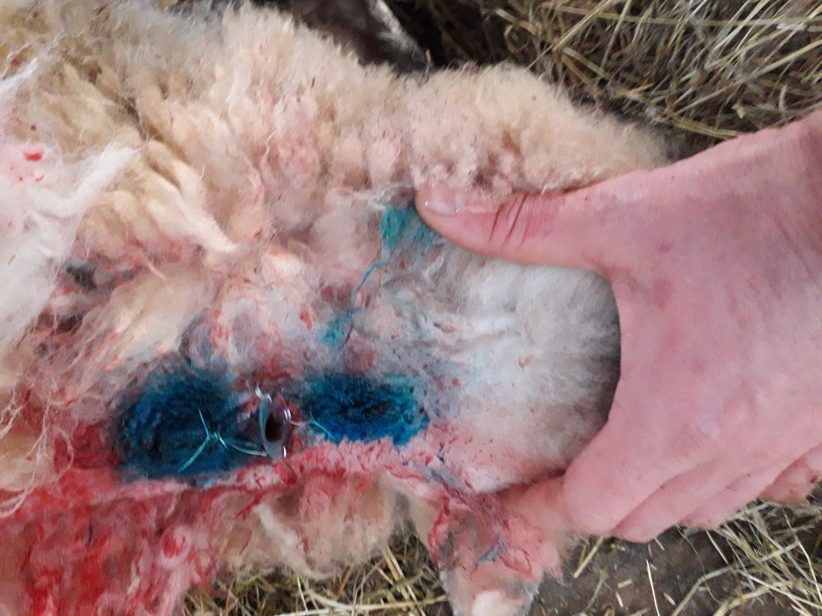 BMFarmServices's tweet photo. This was a first yesterday - emergency tracheotomy in a sheep! #farmvet #5mlsyringe https://t.co/eYpjx1vQPE
