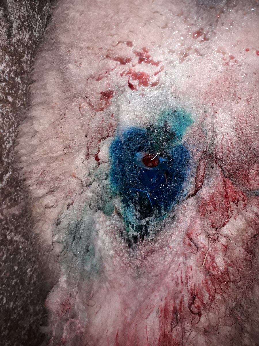 BMFarmServices's tweet photo. This was a first yesterday - emergency tracheotomy in a sheep! #farmvet #5mlsyringe https://t.co/eYpjx1vQPE
