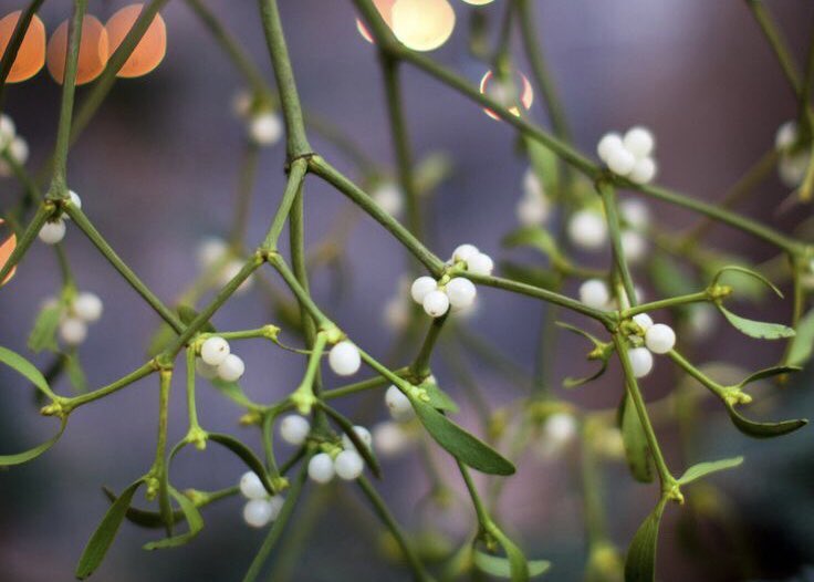 mysticwrites's tweet photo. ๐Mr. Mistletoe: Part 1๐
Dramione holiday fluff with a bit of smut
โธ๐ฅ๐
https://t.co/3Avy3HlA9j
โ๏ธHappy Christmas @mon_dette
๐I hope you like it ๐ฅบ
#FiloSecretSanta https://t.co/rUdwdShnny