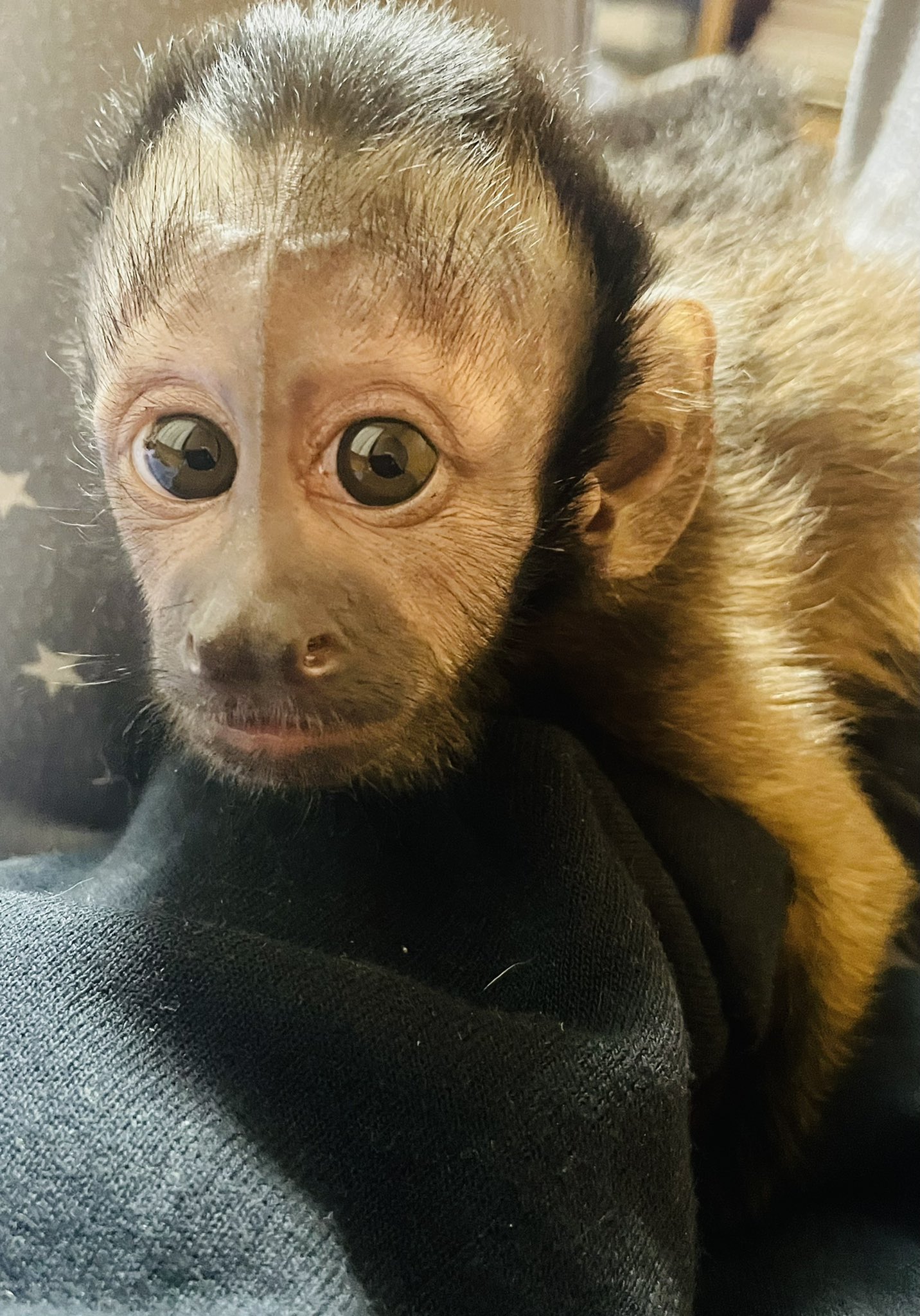 Wild Little Wildlittle07 Twitter