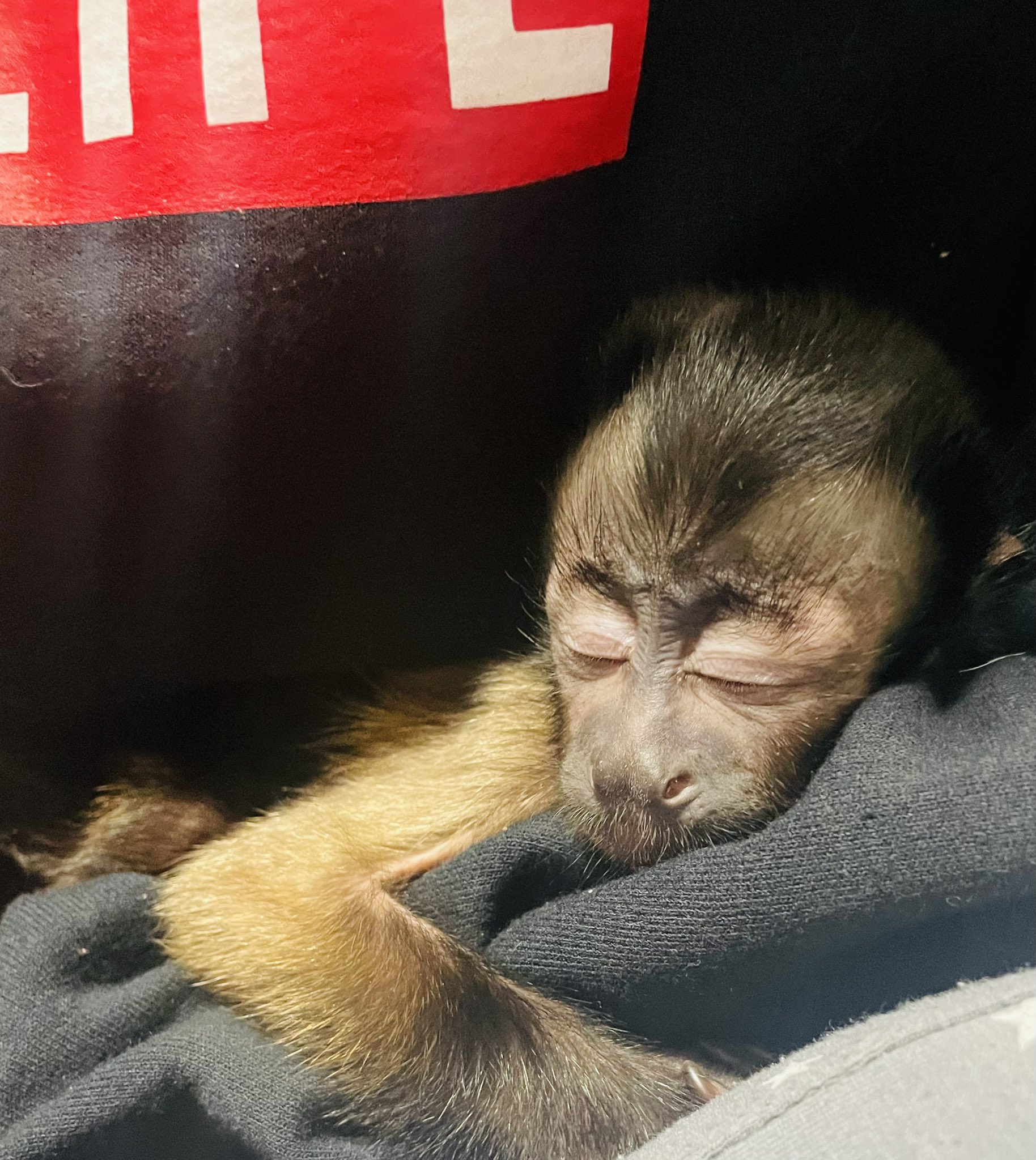 Wild Little フサオマキザルベビー入荷です 是非店頭にみにきて下さい 24 25 26日は3日間のクリスマスsaleです 冷凍マウス15 Offで大特価です T Co 80bmigos0i Twitter