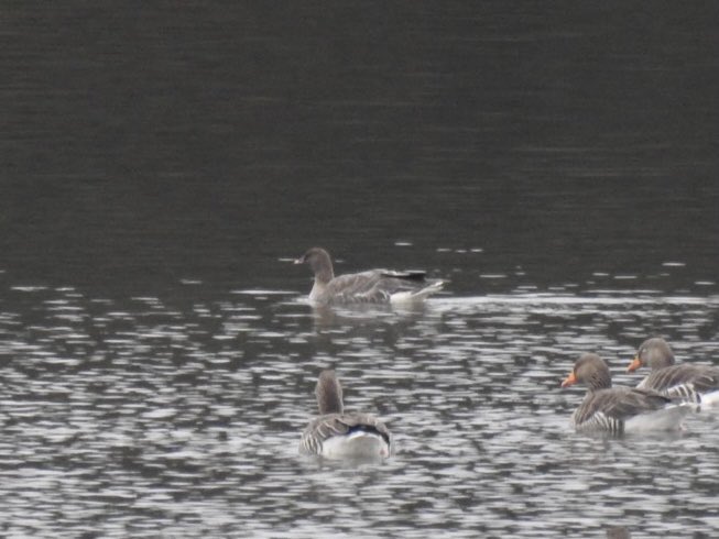 Pink-footed Goose with Greylags on Roswell Pits, Ely this morning <a href="/CambsBirdClub/">Cambs Bird Club</a> <a href="/ElyWildspace/">Ely Wildspace</a> <a href="/BirdGuides/">BirdGuides</a>