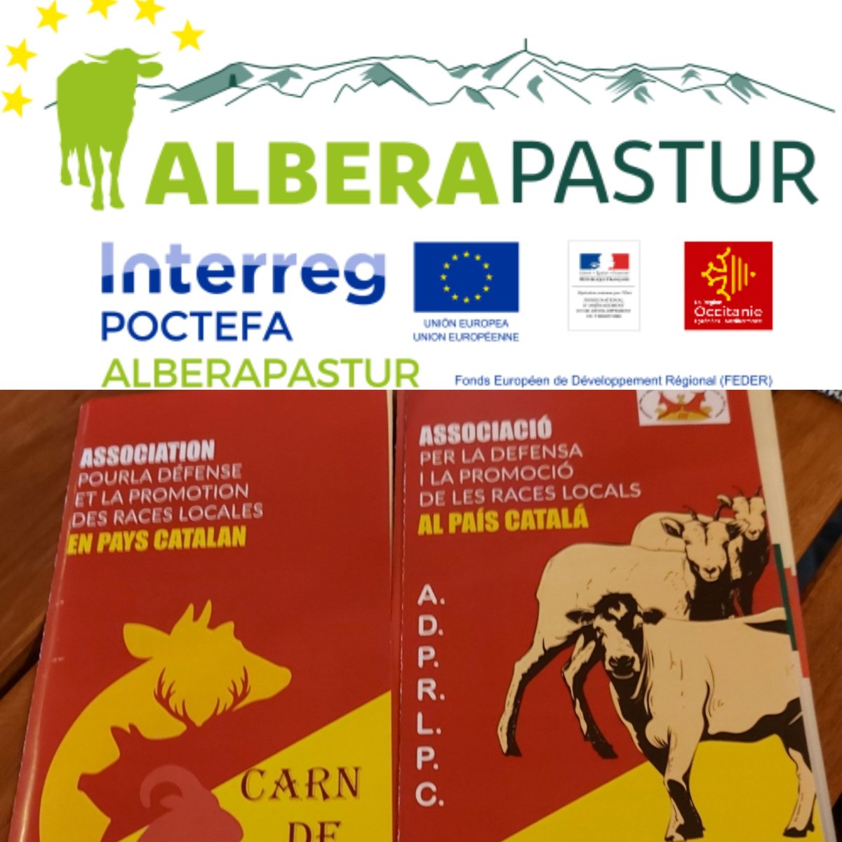 EuropeDirectPyr's tweet photo. Le projet de coopération #Alberapastur #Interreg @CTPPOCTEFA se termine: passer des situations de crise, de tensions entre acteurs à un modèle de développement durable du pastoralisme et de préservation des races locales
Présentation des réalisations et des projets #carndebosc https://t.co/dGvHqNhH6h