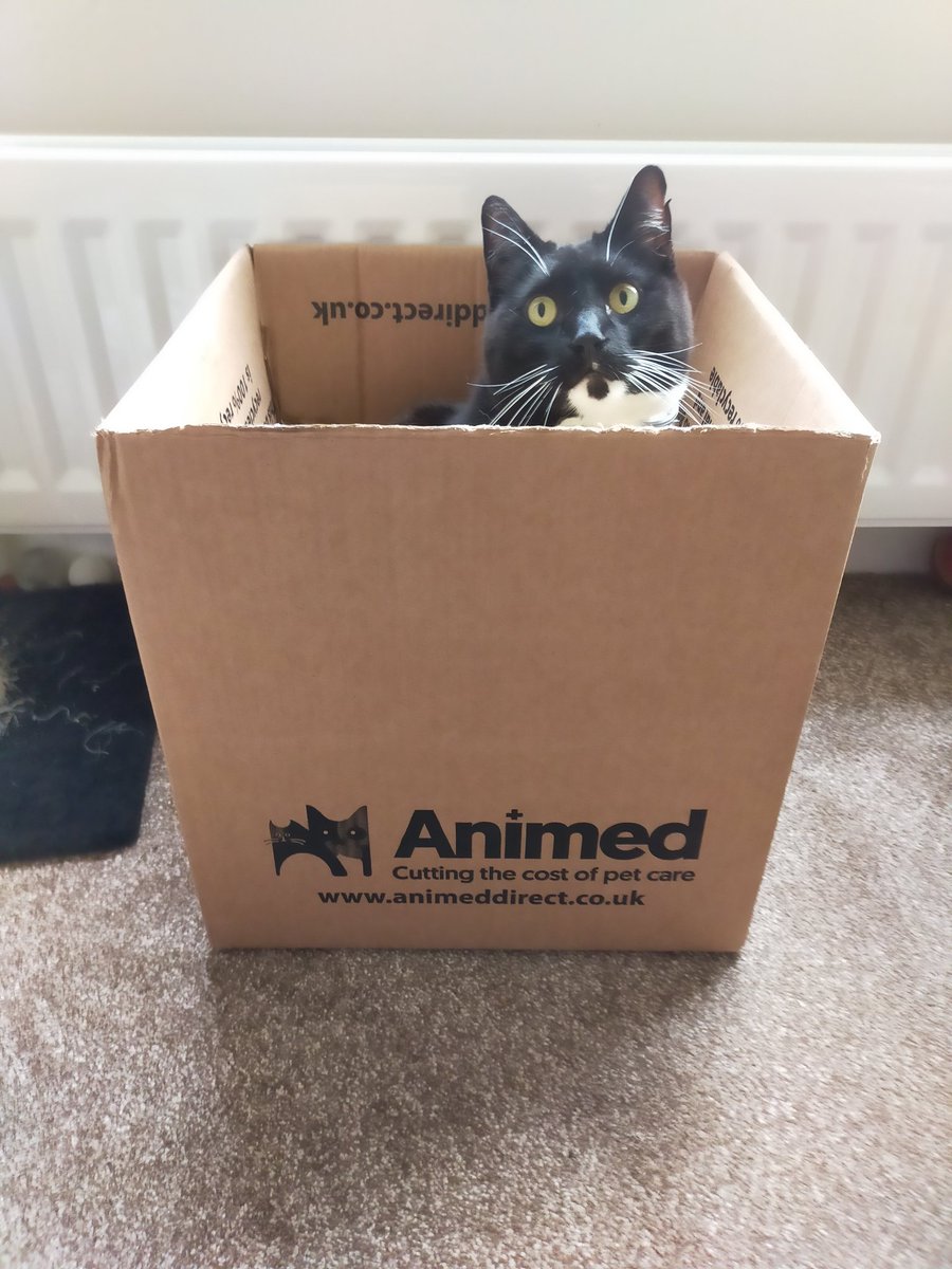 btb1956's tweet photo. #Caturday #Animed https://t.co/vq5W7DEm5n