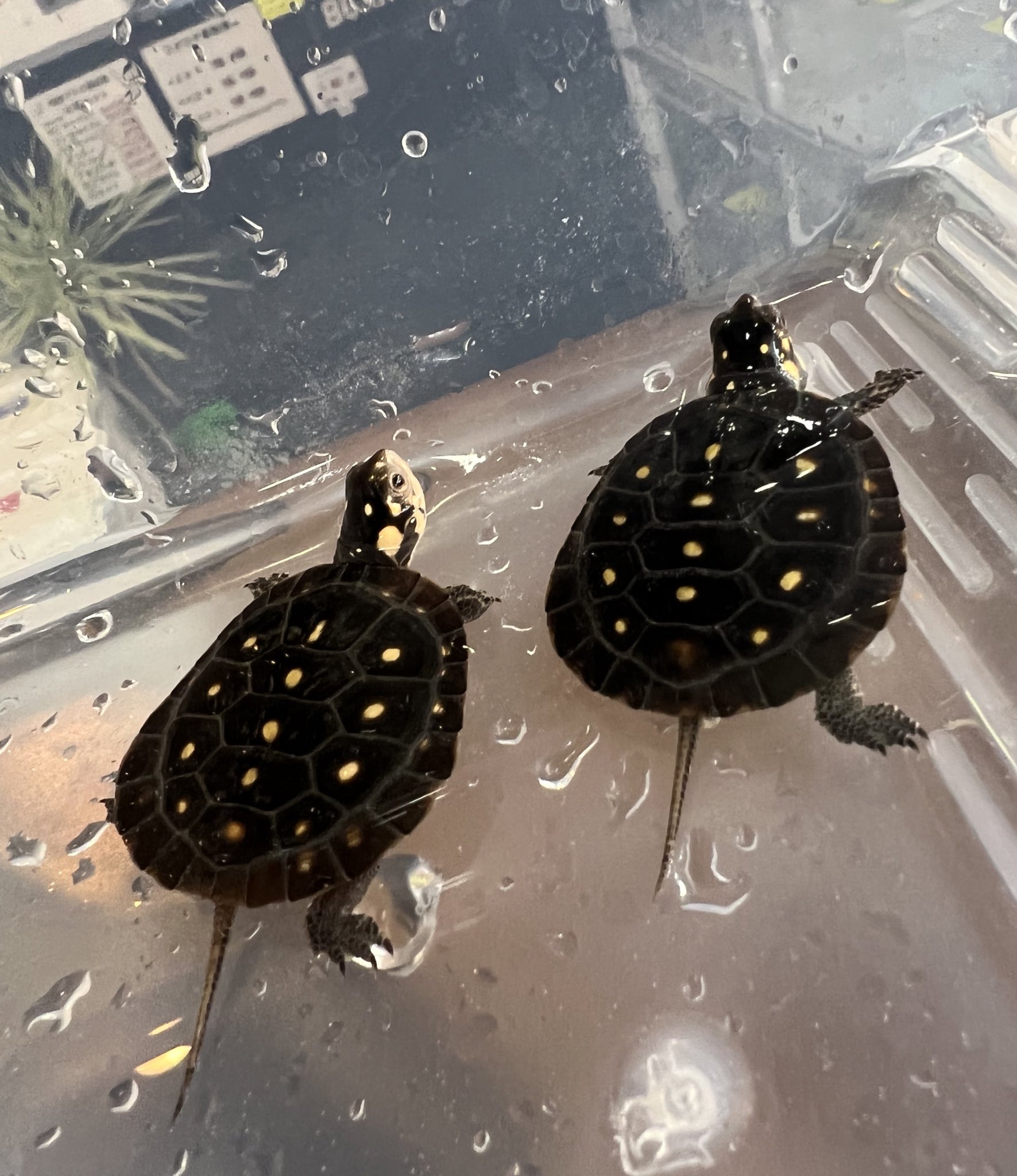 キボシイシガメ販売 Twitter Search Twitter