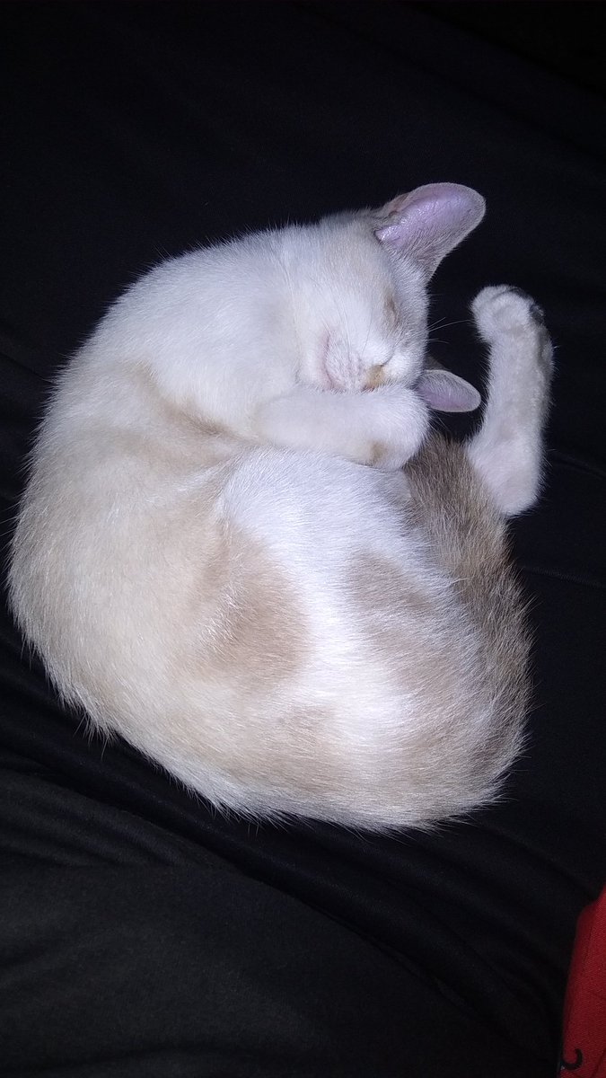 jualremot's tweet photo. @kochengfess nih si painem gatau gaya apa https://t.co/qeHTa4UaiJ
