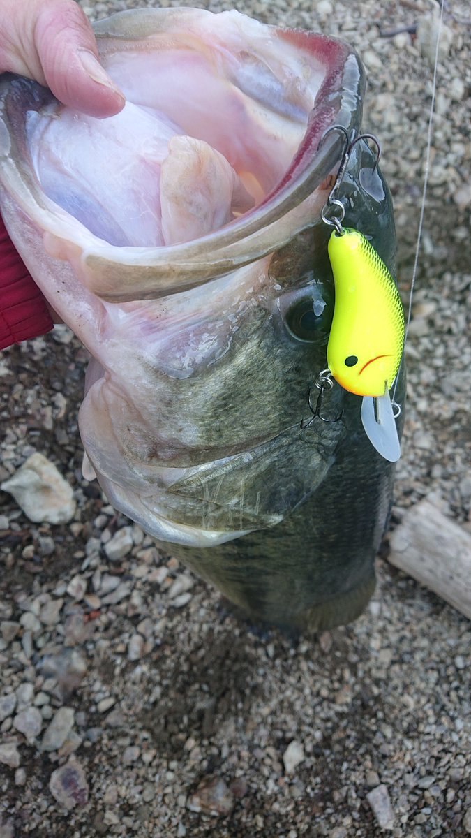 wizardangler's tweet photo. 晩秋クランキングの強烈な一撃キター！！(ﾟ∀ﾟ 三 ﾟ∀ﾟ)
オカッパリでの自己記録となる59,5cmの痺れる一本😂
#バスフィッシング
#シマノ
#レジットデザイン
#サンライン
#タレックス
#オールドスクールベイツ
#フラットサイド
#晩秋クランキング
#リザーバー
#オカッパリ
#震えるよ https://t.co/xEGqp3SSWB