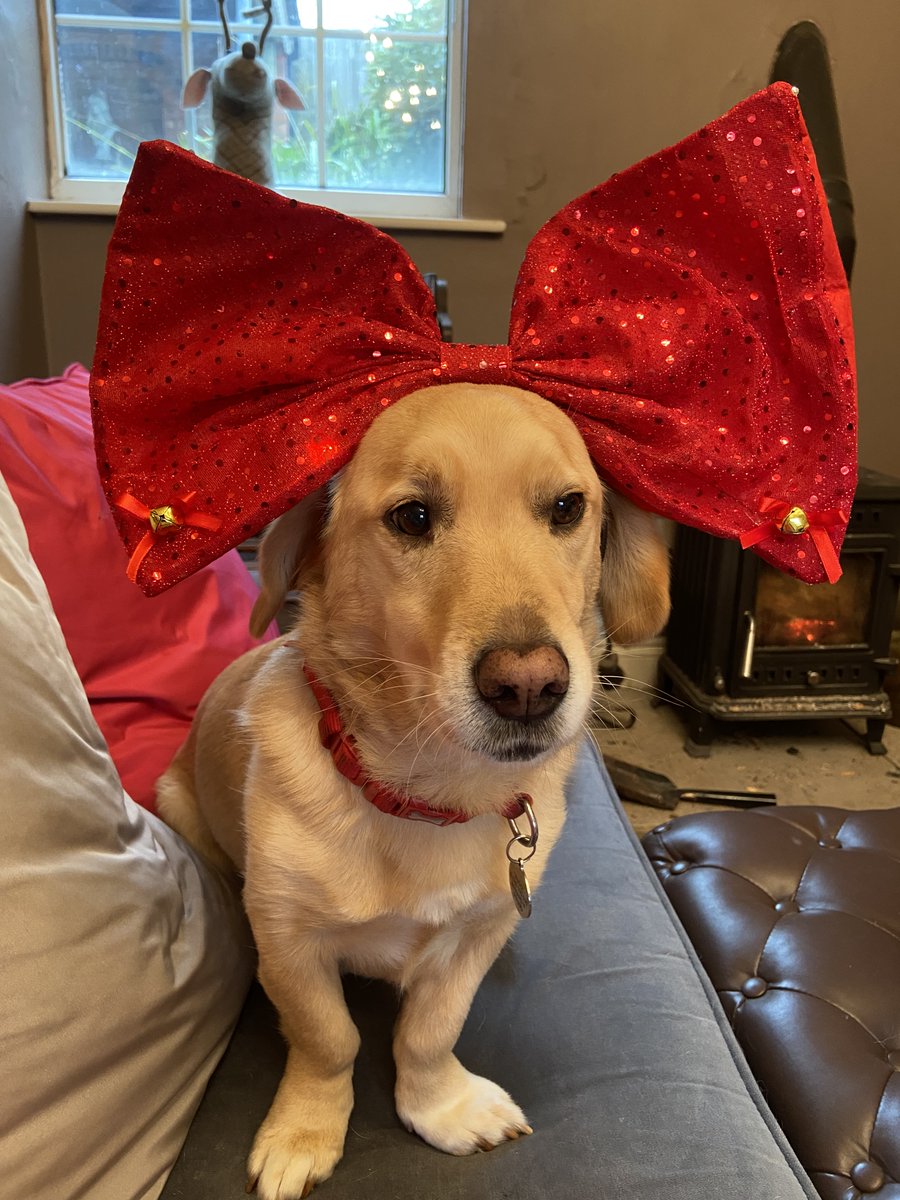 AmberSupport's tweet photo. Hugo is our disability sensory dog: It’s HUGO here feeling festive, He loves Christmas chow and a digestive. Ain’t nothing changed here, Getting breakfast delivered by reindeer, Most wonderful time of the year! #dogslife #saturday #corgilife #rescuedog #socialcare #sensorydog
5m https://t.co/xYSuZoA5dU