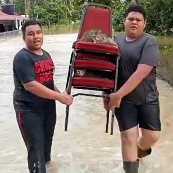 NST_Online's tweet photo. #NSTvisuals We have reports coming in of floods in various places as the rain continuous to pour. 

Spotted in #Melaka: Two men, Hafizudin (right) and Abdul Hakim rescuing cats trapped at a surau in Kg Telok Berembang, Lubok Cina 😍

📸 courtesy of NSTP reader https://t.co/pSoz75jY8s