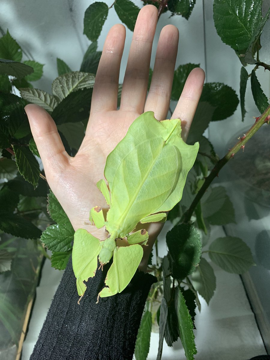 greyhoundreduxx's tweet photo. so sehen übrigens meine Haustiere aus #phyllium #wandelndesblatt #insekten https://t.co/rcrGBM9KPv