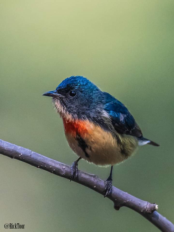 Wildy_RiXk tweet media