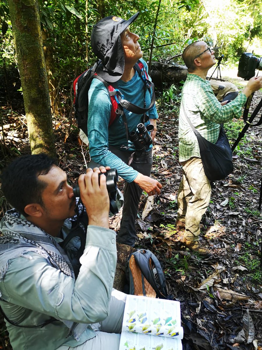 albicilla66's tweet photo. The #MatracaTrail (3mi/6hr/85sp), 20min by boat from #Inirida 🇨🇴 #Colombia – the best #birding around through diverse várzea habitats, leads to the Matraca Community of the #Curripaco indigenous people
➡️ https://t.co/UF3TUGIZms
📷 Juan Carlos
#ManakinNatureTours #ProColombia https://t.co/cRjSNJ5hWb