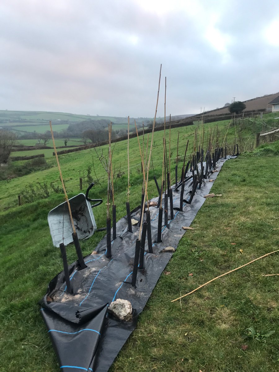 dr_musgrave's tweet photo. Thought briefly about worrying about #Omicron today, then remembered I have 100 native hedging species to plant today, so decided not to.

#getonwithyourlife #covid19 #stayactive #mentalhealthmatters https://t.co/AtPy3cyxaT