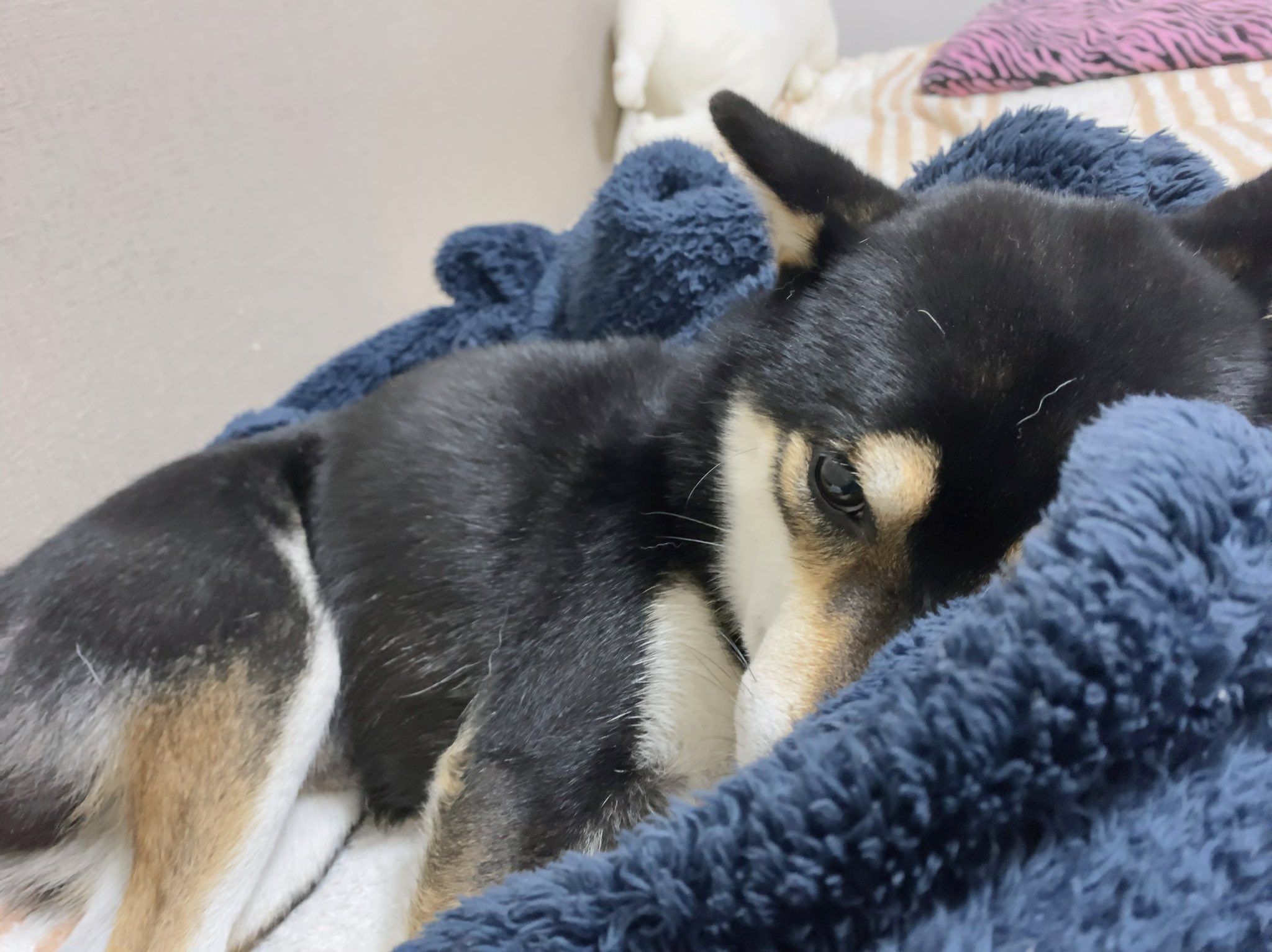 黒柴のマロくん Marokurosiba Twitter