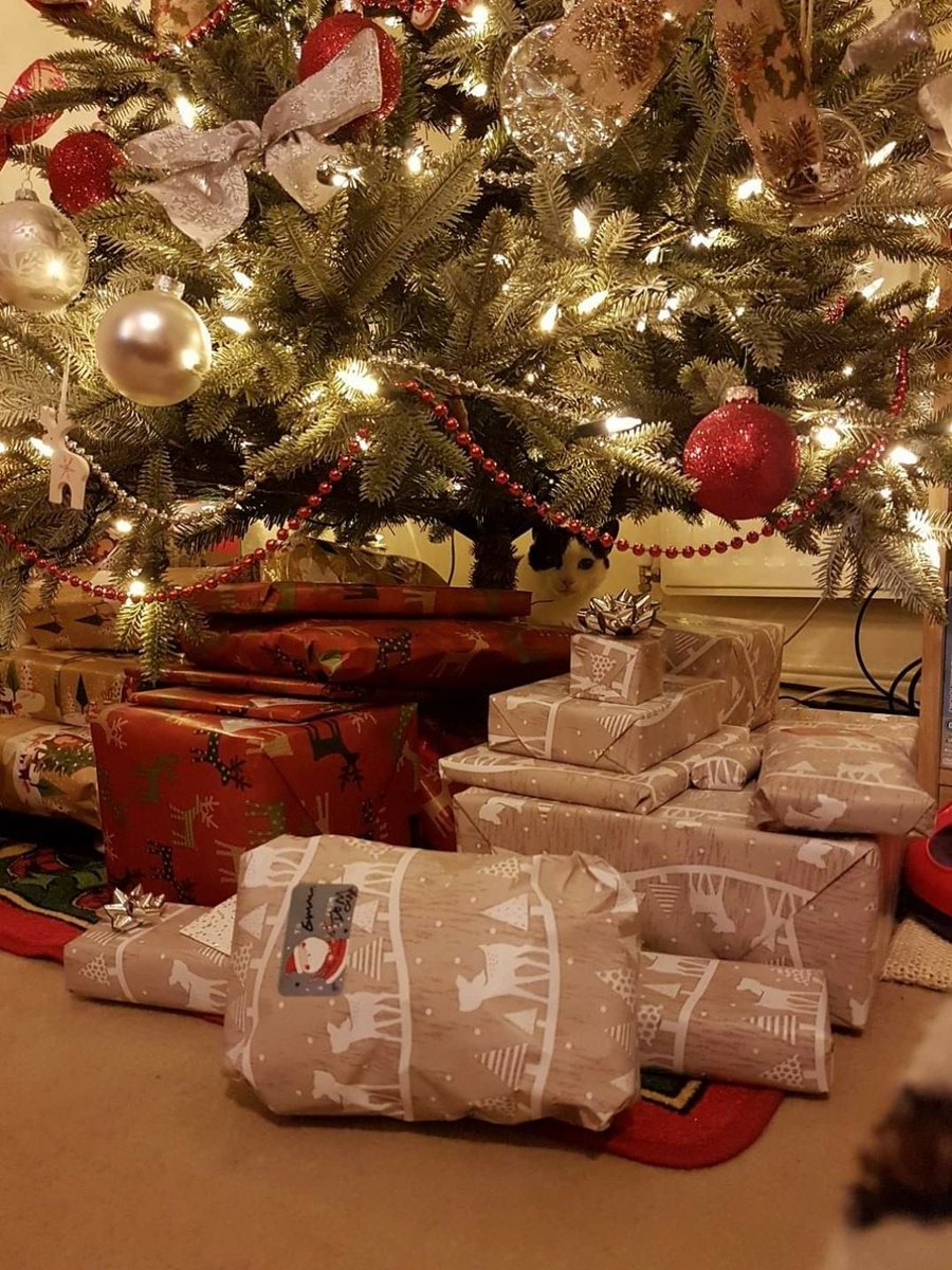 Merry Christmas everyone, I'm here guarding the presents from the kitten who is insisting on opening them all 🙀   #CaturdayPHOTOChallenge