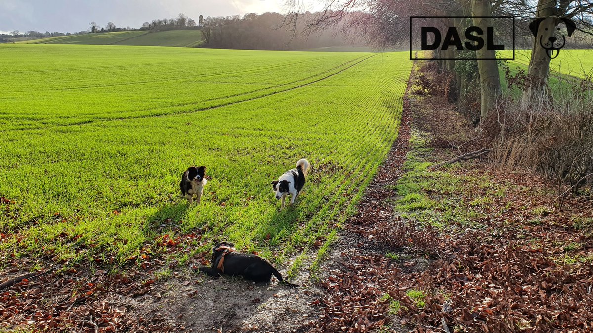 lab577's tweet image. #MakingFriends #DASLDog