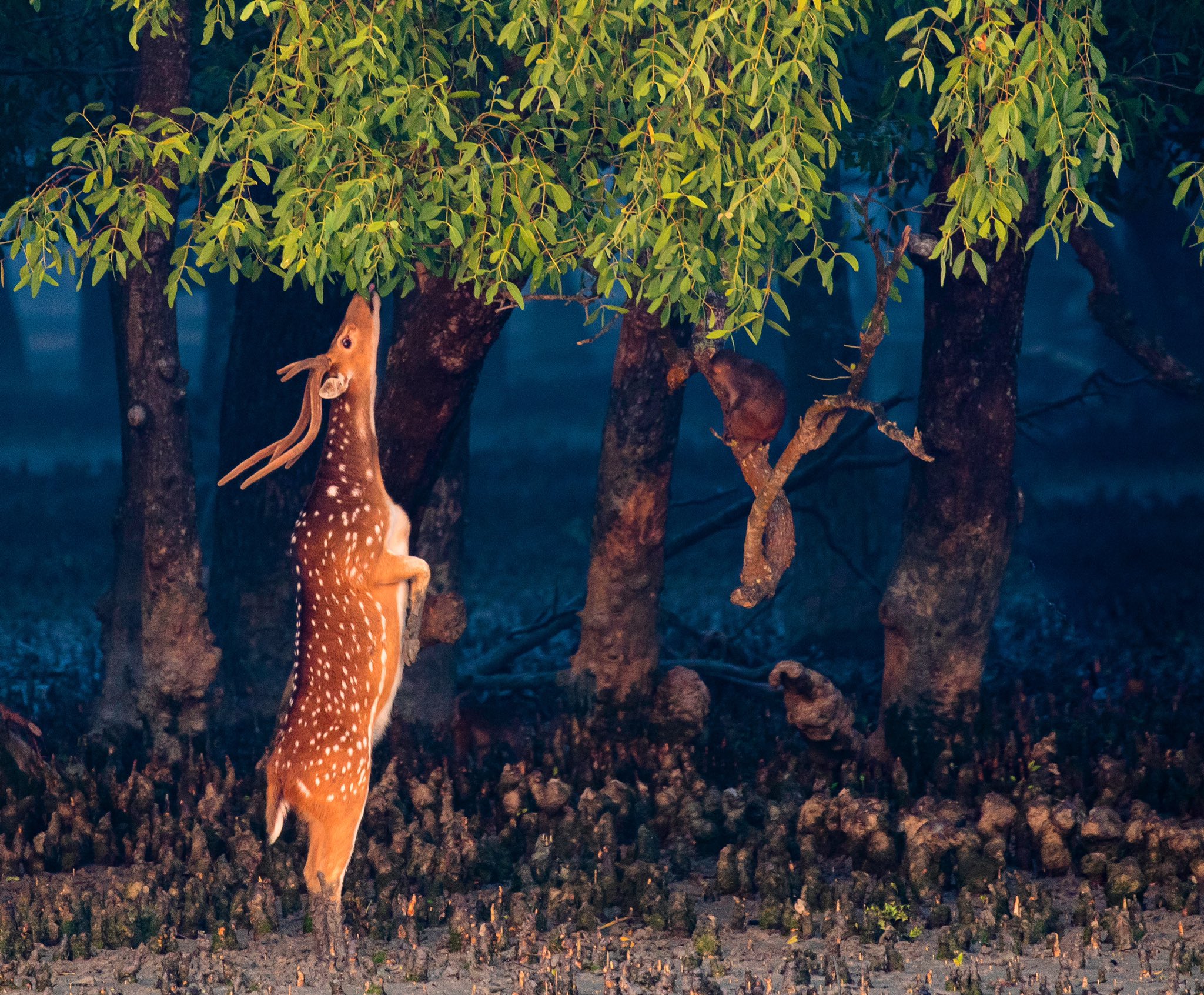 Sayam U Chowdhury If You Go To Certain Parts Of The Sundarbans You Will See That The Bottom Layer Of The Leaves Are Neatly Trimmed This Job Is Primarily Done
